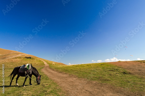 black horse with saddle grazes in an alpine meadow next to road and paragliders in blue sky