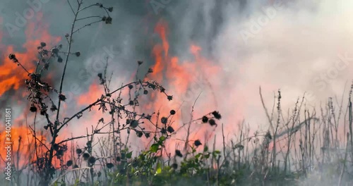 prairie fire burns tall grasses and weeds