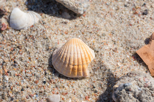 An orange and white seashell in beach sand