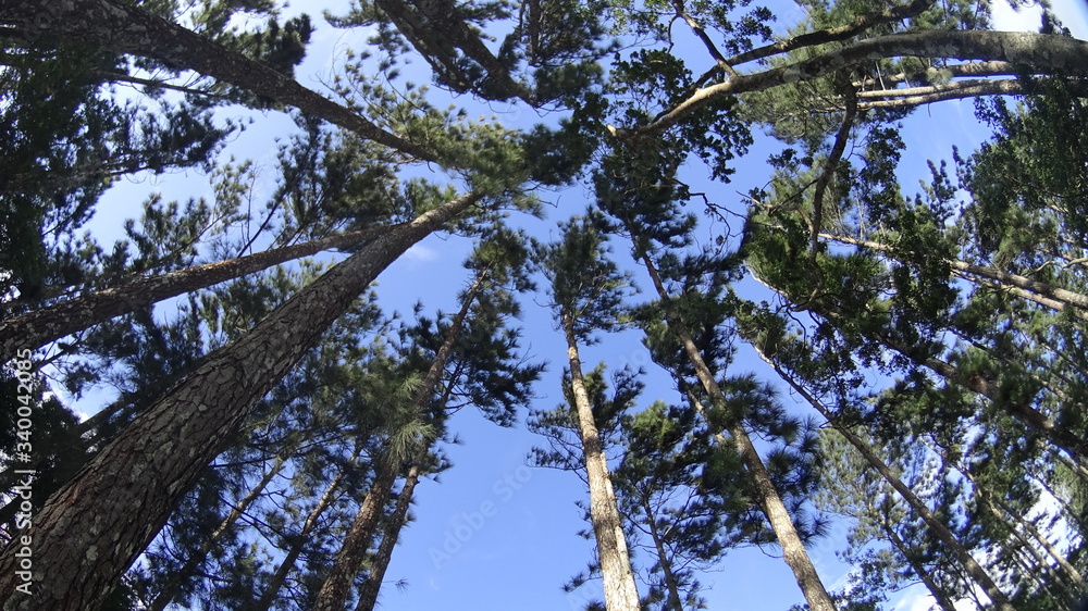 Vista hacia el cielo a través de los pinos Vista hacia el cielo a través de los pinos