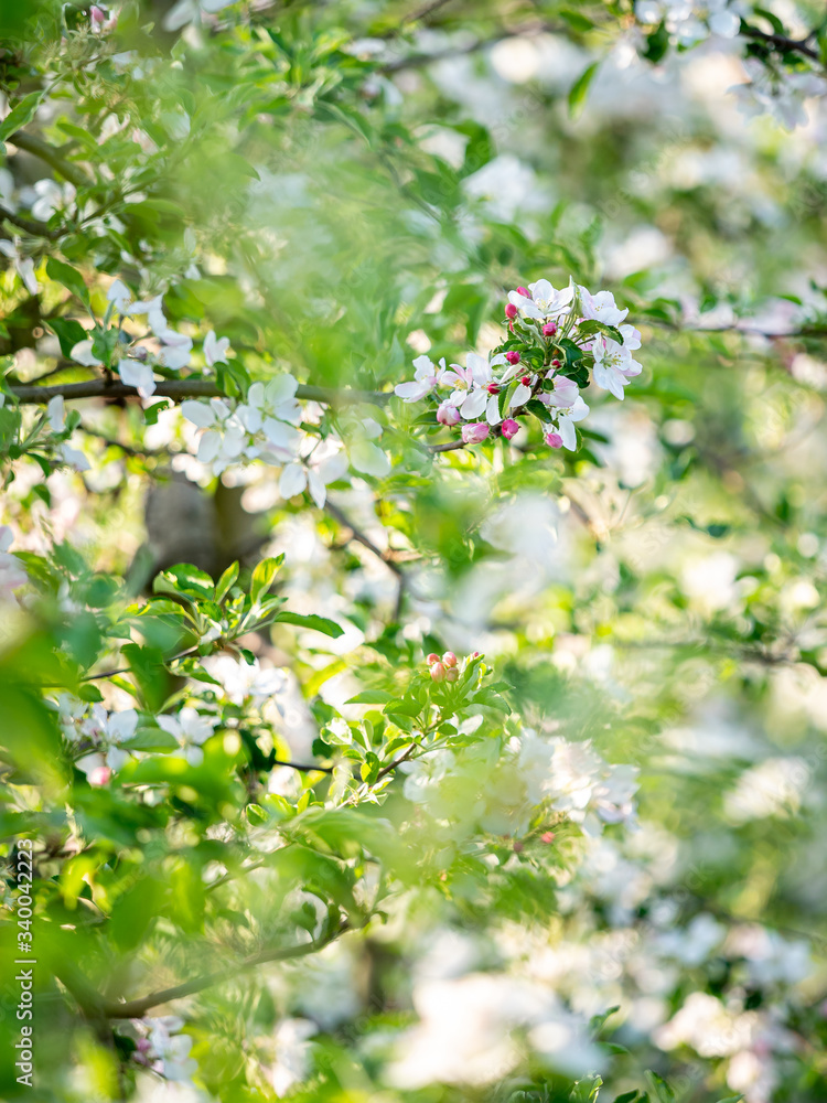 Apfelblüte Apfelblüte