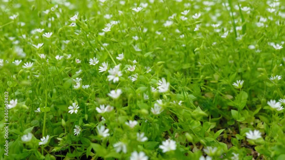 Green, fresh spring grass and flowers. Slow motion. Green, fresh spring grass and flowers. Slow motion.