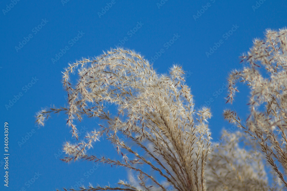 Japanese silvergrass in late summer. Japanese silvergrass in late summer.