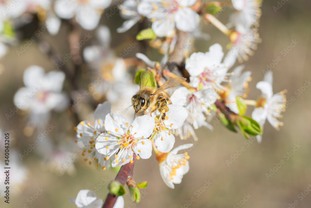 A bee collects nectar on a white wild plum blossom