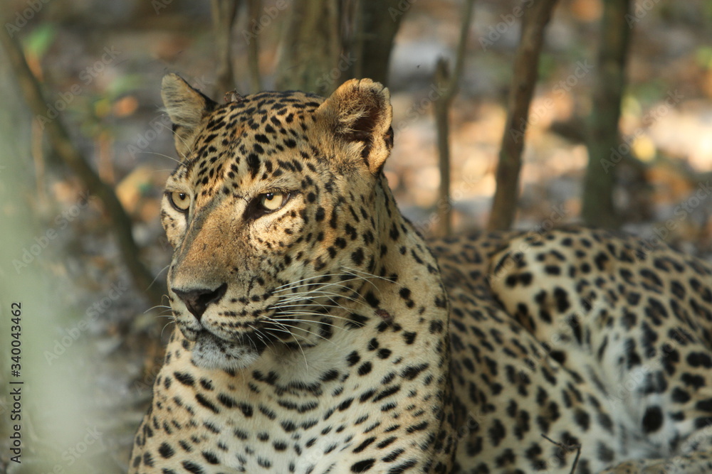 Leopard (Panthera pardus kotiya).
Yala National Park, Sri Lanka. Leopard (Panthera pardus kotiya).
Yala National Park, Sri Lanka.