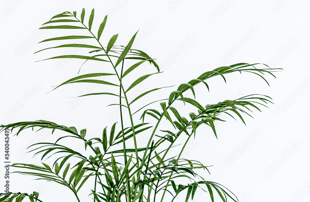 Close-up on the delicate feathery leaves of a small parlour palm (Chamaedorea elegans) houseplant on a white background. Delicate foliage against white backdrop. Close-up on the delicate feathery leaves of a small parlour palm (Chamaedorea elegans) houseplant on a white background. Delicate foliage against white backdrop.