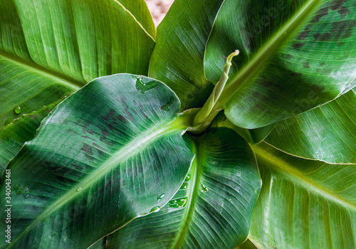 Close-up on blotched leaves of a  Dwarf Cavendish banana plant (musa dwarf) forming attractive rosette. Beautiful exotic houseplant detail. photo