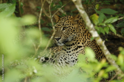 Leopard  Panthera pardus kotiya . Yala National Park  Sri Lanka. 