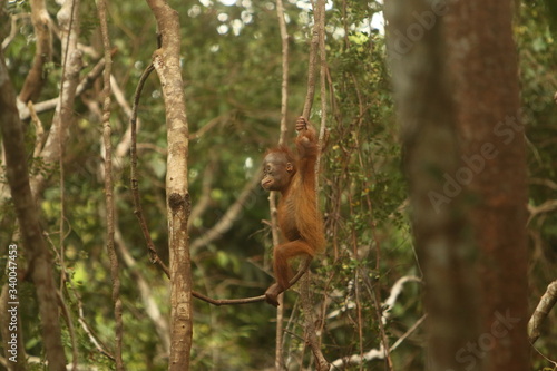 Bornean orangutan  Pongo pygmaeus . Borneo