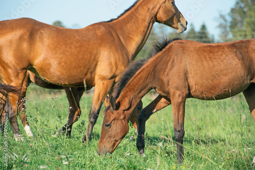 grazing purebred akhateke foals with dam in meadow © anakondasp