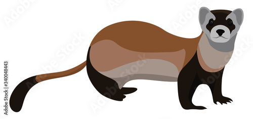 Weasel animal, illustration, vector on white background