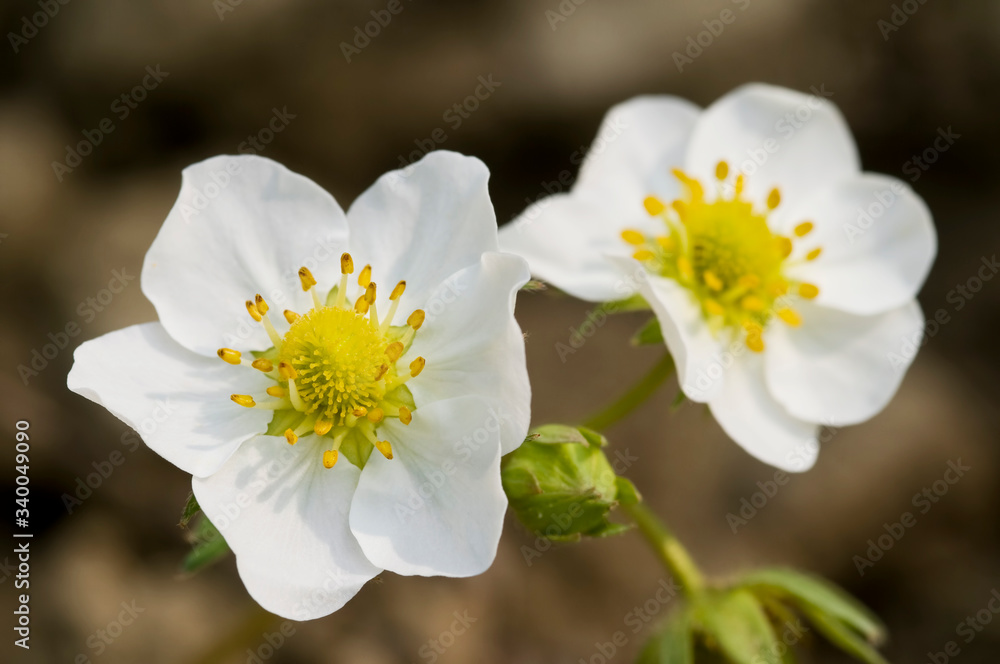 Beautiful white flowers of strawberry. Close up of the strawberry plant with blooming flowers in the garden Beautiful white flowers of strawberry. Close up of the strawberry plant with blooming flowers in the garden
