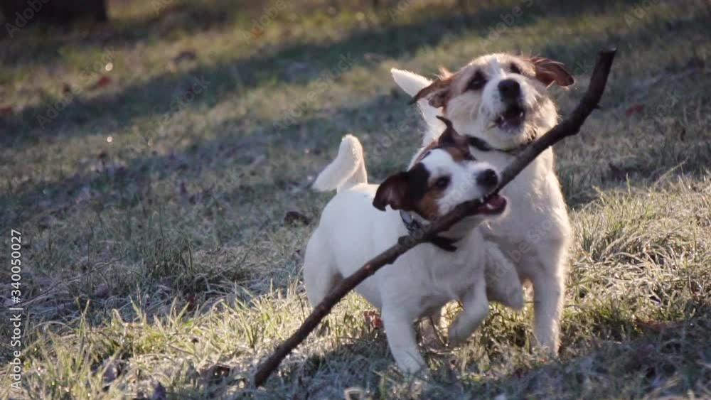 Dogs playing with stick in the park. Fun games of dogs with in the park Dogs playing with stick in the park. Fun games of dogs with in the park