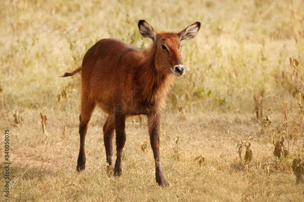 Small calf of waterbuck, large antelope found widely in sub-Saharan Africa Small calf of waterbuck, large antelope found widely in sub-Saharan Africa
