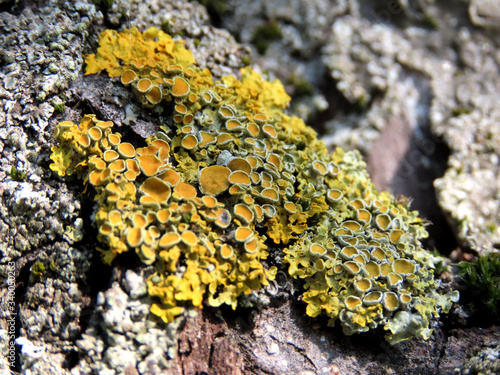 Orange lichen on tree bark. macro photography