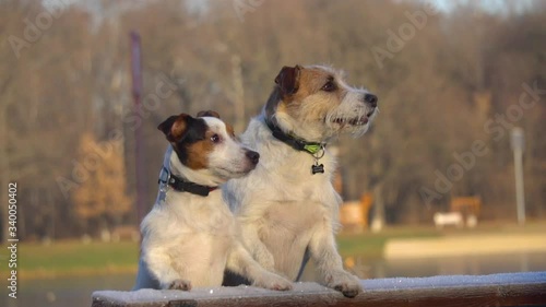 Double portrait of cute Jack Russell dogs posing on a bench