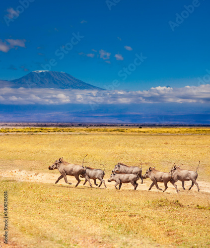 School of Phacochoerus known as warthogs pig run together over Kilimanjaro mountain in Kenya savanna, Africa