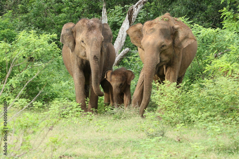 Asian Elephant (Elephas maximus).
Sri Lanka.