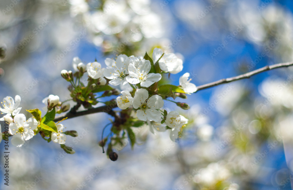 Cherry blossom close up on blue sky background Cherry blossom close up on blue sky background