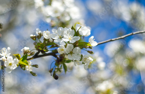 Cherry blossom close up on blue sky background