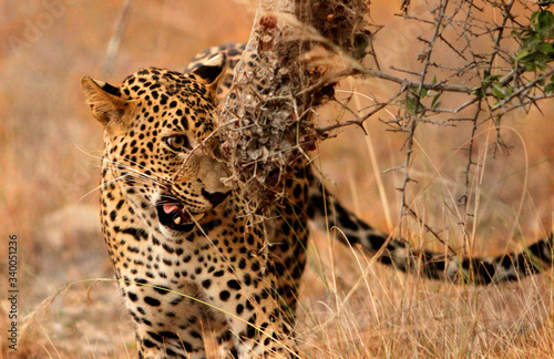 Leopard (Panthera pardus kotiya). Yala National Park, Sri Lanka.  © Noel