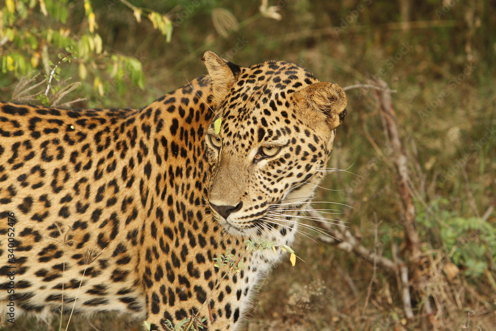 Leopard (Panthera pardus kotiya).
Yala National Park, Sri Lanka. Leopard (Panthera pardus kotiya).
Yala National Park, Sri Lanka.