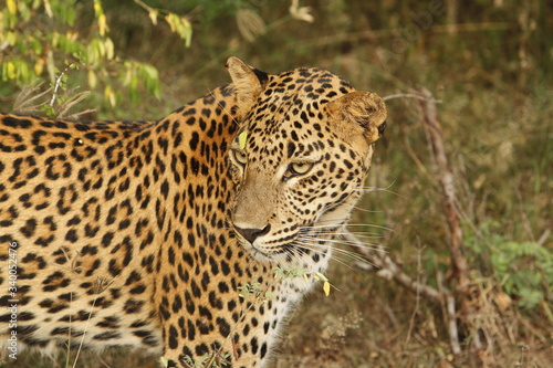 Leopard  Panthera pardus kotiya . Yala National Park  Sri Lanka. 