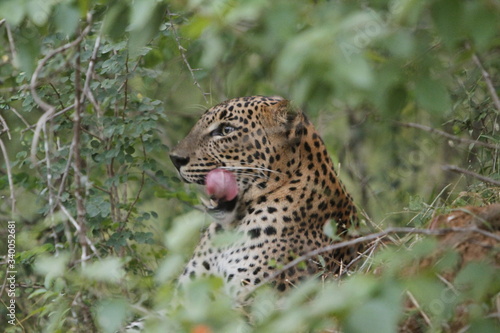 Leopard (Panthera pardus kotiya).
Yala National Park, Sri Lanka. 