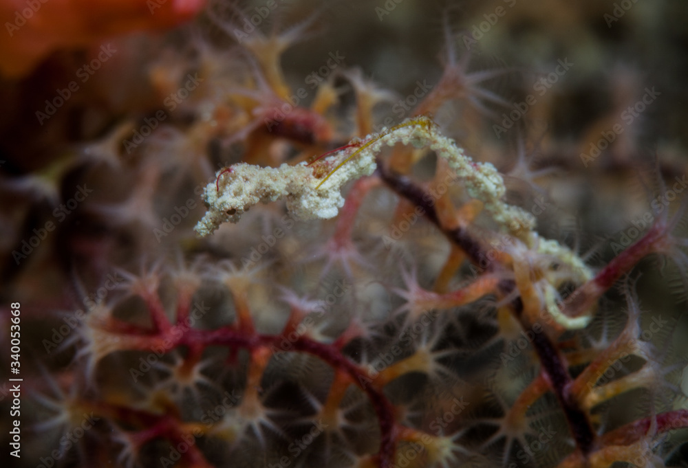 A well-camouflaged Pygmy pipe dragon, Kyonemichthys rumengani, clings to a gorgonian in the Philippines. This area is within the Coral Triangle and harbors extraordinary marine biodiversity.