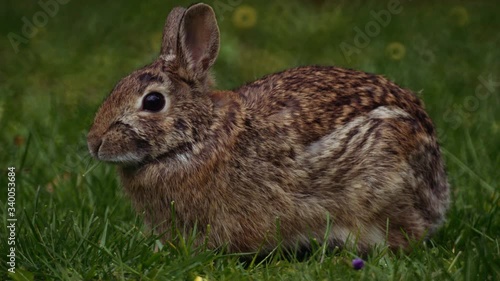Rabbit Feeding on Grass - Slow Motion 4K