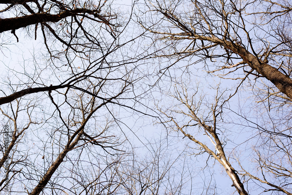 Spring sky through tree branches Spring sky through tree branches