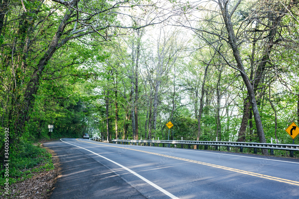 Fototapeta premium Spring Foliage