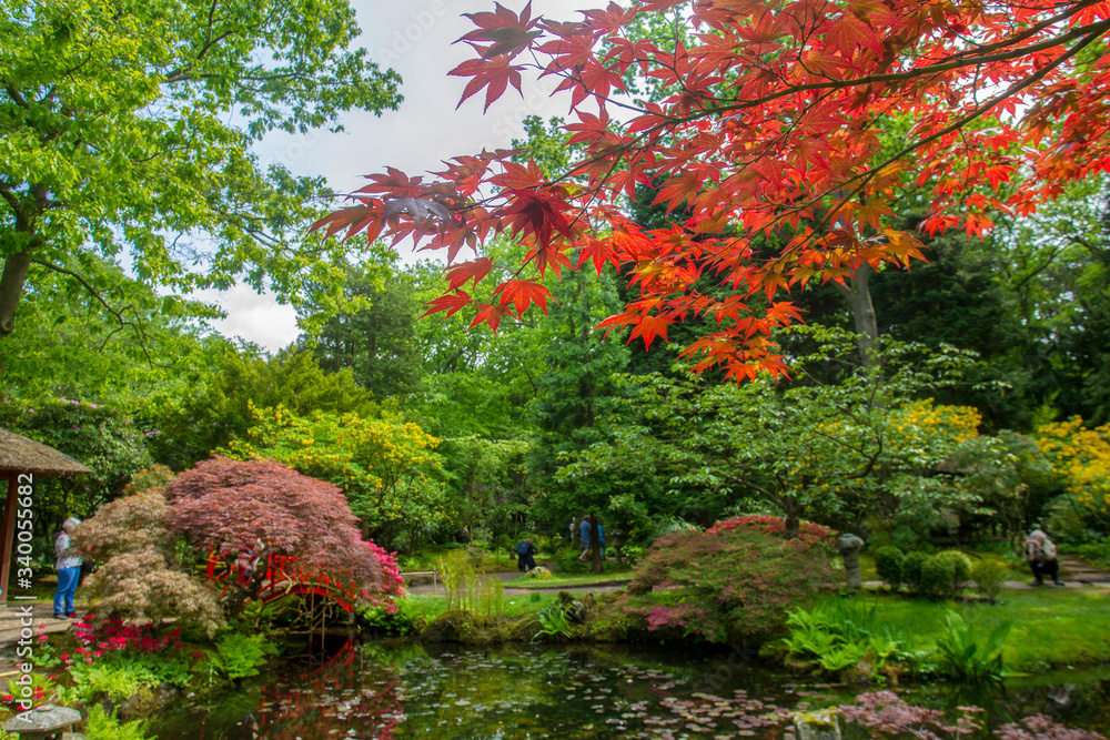 Amazing red leaves of japanese maple in japanese garden Amazing red leaves of japanese maple in japanese garden