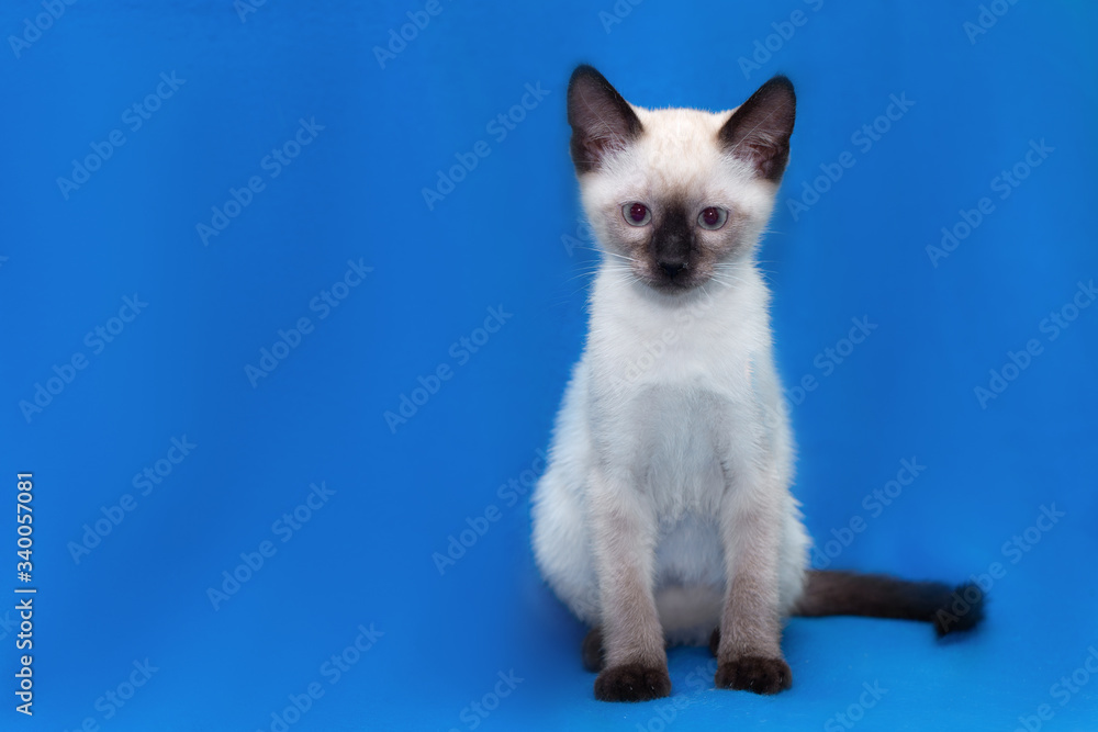 Thai kitten sits on a blue background