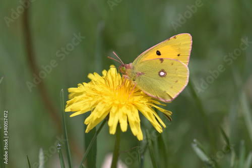 Colias croceus, clouded yellow,  a small butterfly of the family Pieridae probing and sucking nectar from yellow dandelion flower © Pedro Bigeriego