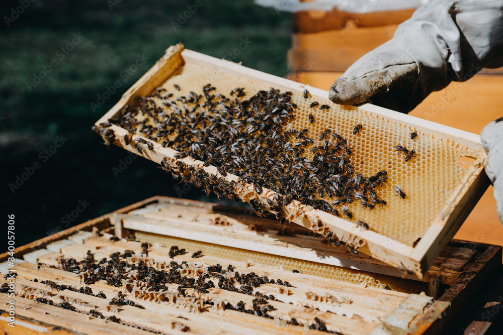 The beekeeper holds a honey cell with bees in his hands. Apiculture. Apiary The beekeeper holds a honey cell with bees in his hands. Apiculture. Apiary