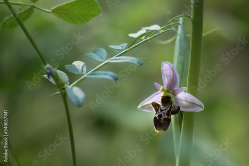 orchidée bécasse