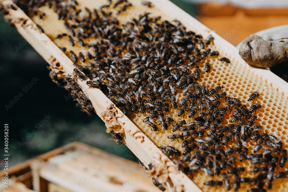 The beekeeper holds a honey cell with bees in his hands. Apiculture. Apiary The beekeeper holds a honey cell with bees in his hands. Apiculture. Apiary