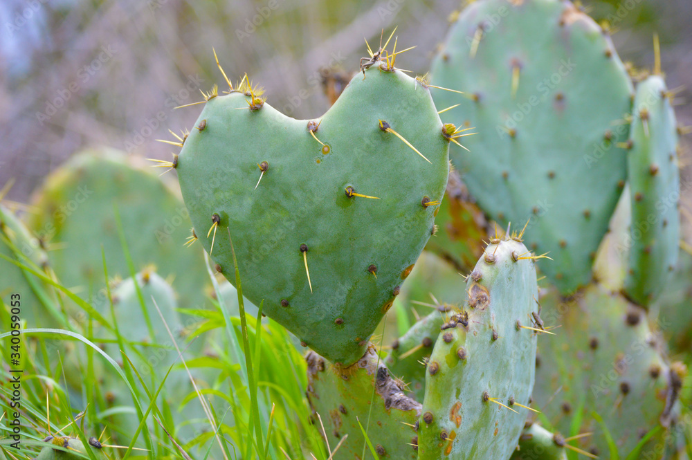 Heart shape prickly pear cactus Heart shape prickly pear cactus