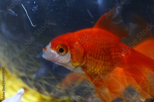 gold fish in aquarium