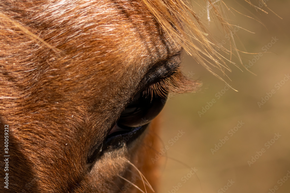 Horse. Detail eye  beautiful young horse.Young horse , one and a half year old stallion 
