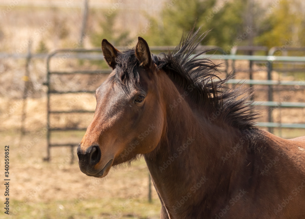 Portrait of a horse in a pasture in the village Portrait of a horse in a pasture in the village