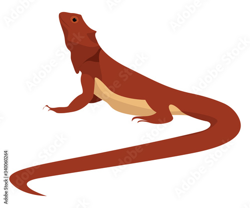 Eastern bearded dragon, illustration, vector on white background.