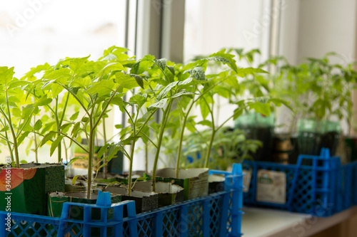 fresh tomato seedlings on the windowsill