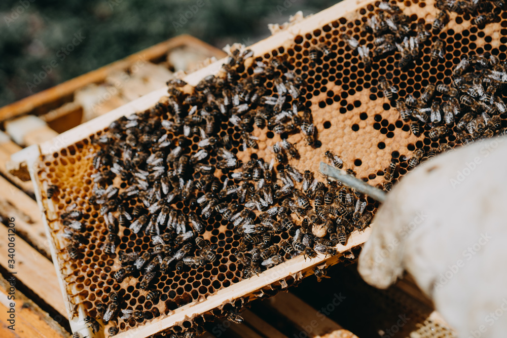The beekeeper holds a honey cell with bees in his hands. Apiculture. Apiary The beekeeper holds a honey cell with bees in his hands. Apiculture. Apiary