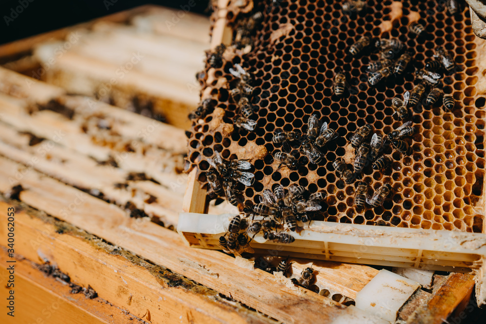 The beekeeper holds a honey cell with bees in his hands. Apiculture. Apiary