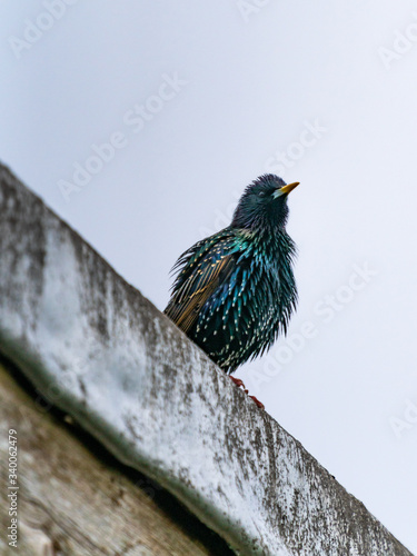 Starling wants to be a Peacock