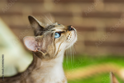 Wall Mural Portrait of a beautiful Savannah Serval hybrid kittin cat with very blue eyes looking up