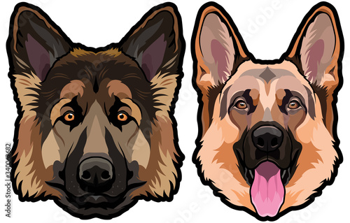 German shepherd dog portrait colored vector illustration photo