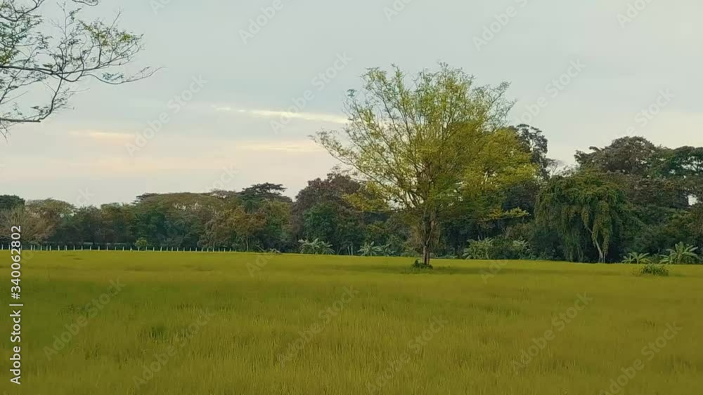 flying in forest tropical plain with aview of trees flying in forest tropical plain with aview of trees
